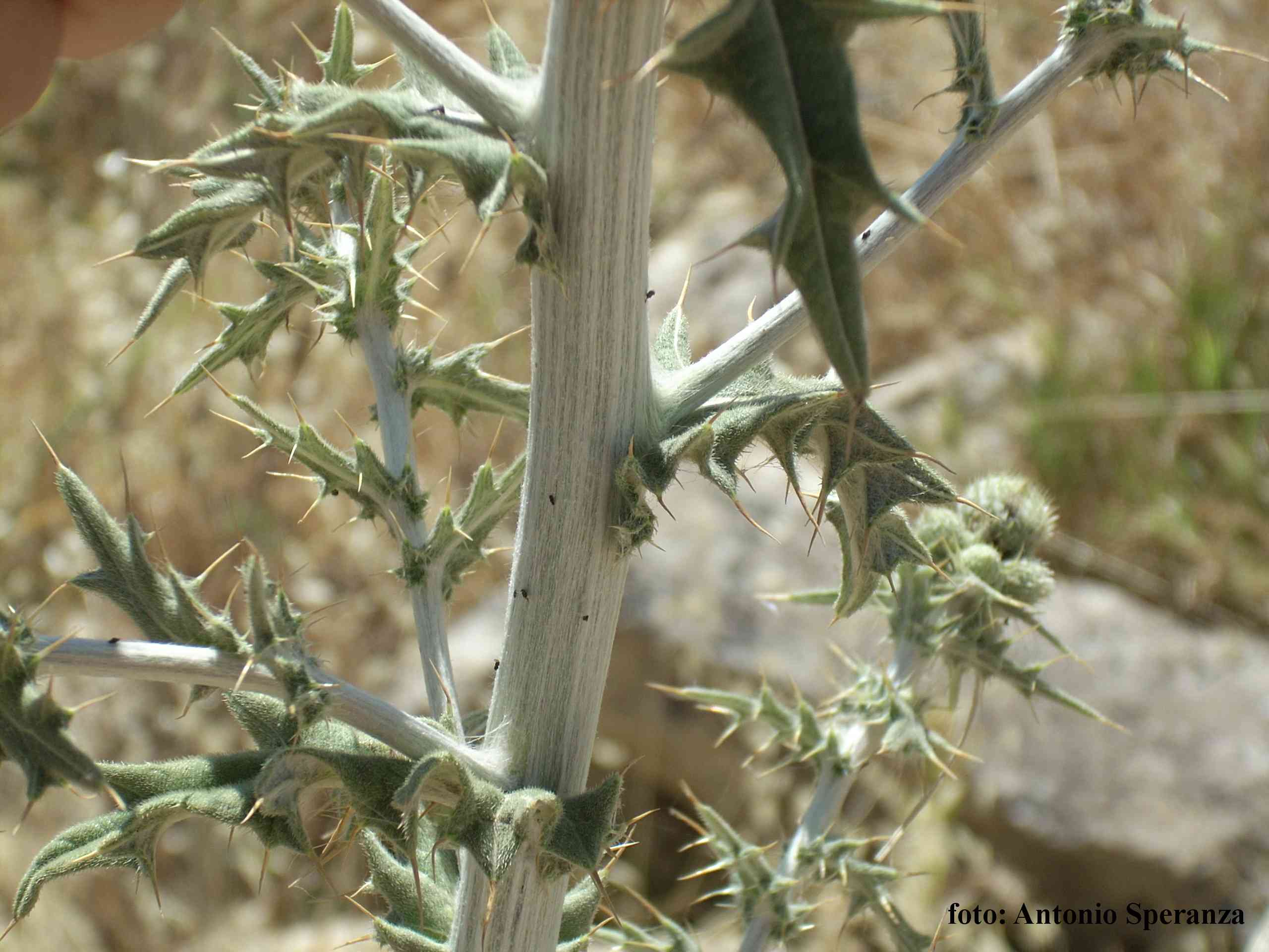 Onopordum acanthinum